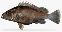 Clipperton Grouper