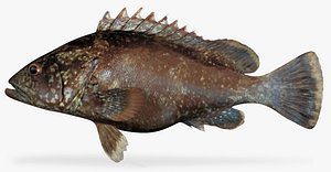 Clipperton Grouper