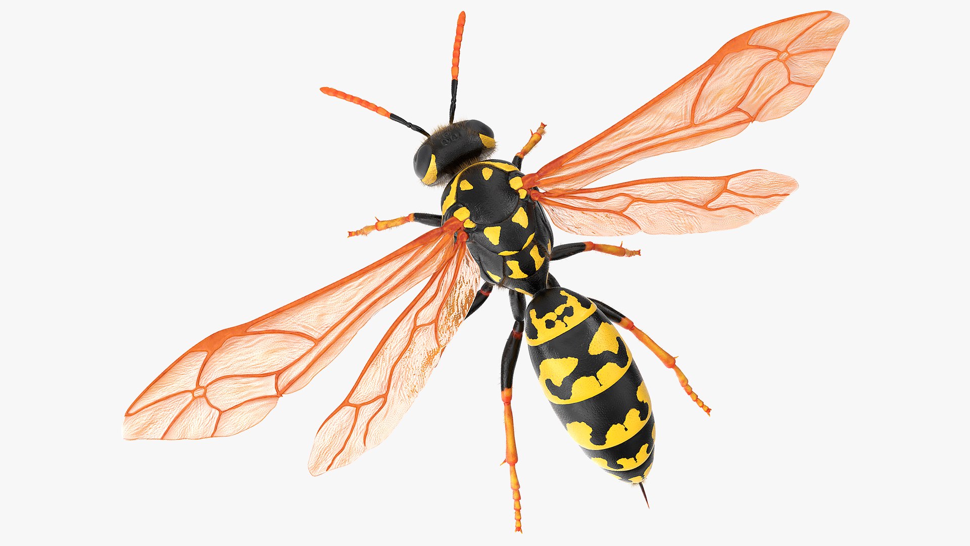 Vespid Wasp Fur 3D model preview