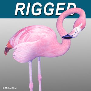 3d realistic pink flamingo model