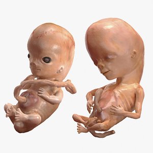 First Trimester Human Embryos Rigged Collection for Maya 3D model