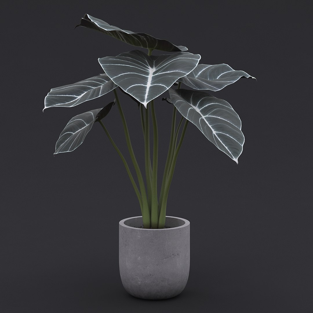 3D model Interior Plants Pack https://p.turbosquid.com/ts-thumb/mK/0QBzt6/1W/alocasia_black_velvet_1_02/jpg/1692030275/1920x1080/fit_q87/07959f3cc7acd9c5fae31160acbb8be4c46a1a36/alocasia_black_velvet_1_02.jpg