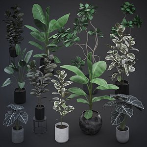 3D model Interior Plants Pack