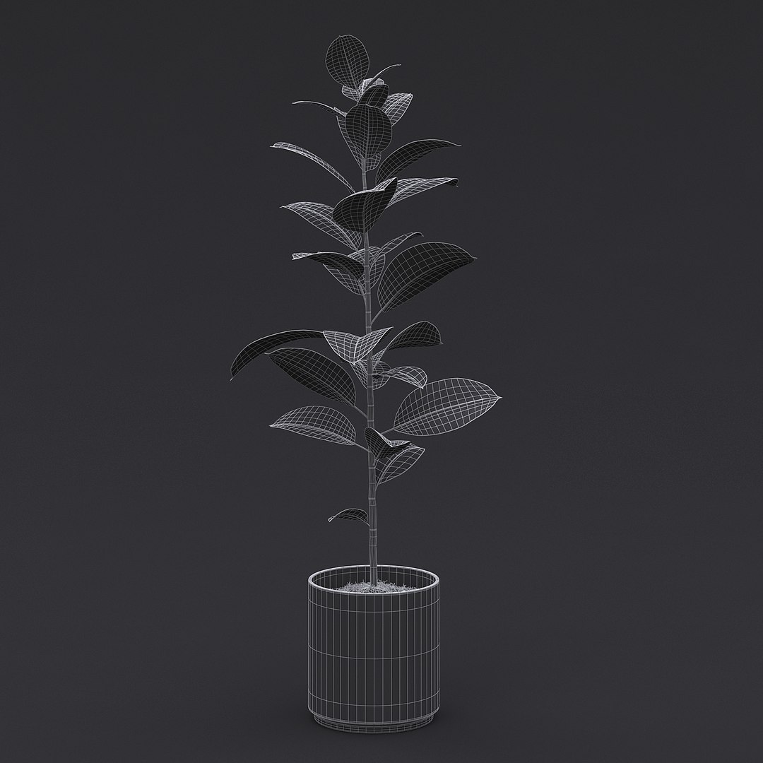 3D model Interior Plants Pack https://p.turbosquid.com/ts-thumb/mK/0QBzt6/uR/rubber_plant_2_01_mesh/jpg/1692039441/1920x1080/fit_q87/aaa9beae8247f629df8f22bb5eac1faac18f6972/rubber_plant_2_01_mesh.jpg