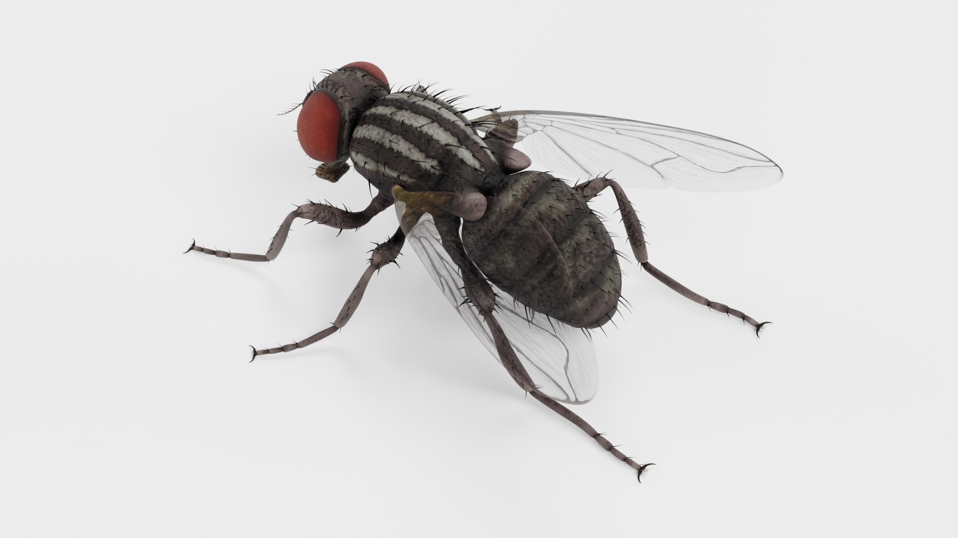 Common Fly 3D Model - TurboSquid 2228146
