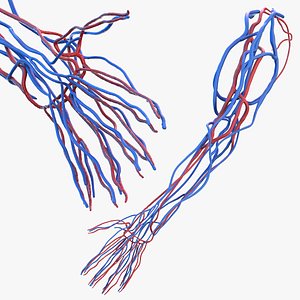 Human Arm Cardiovascular System