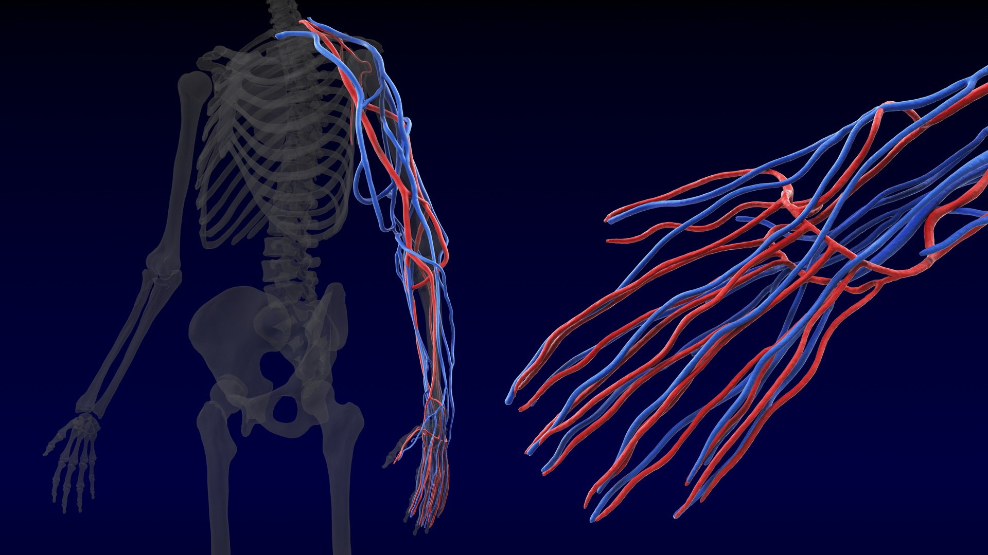 Human Arm Cardiovascular Vascular 3D Model - TurboSquid 1459116