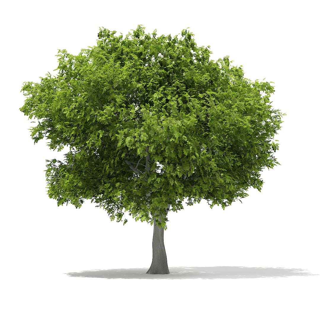 3d model volume 67 - trees