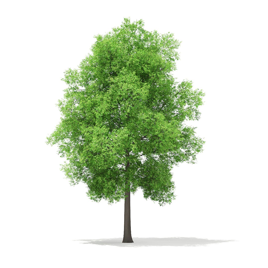 3d model volume 67 - trees