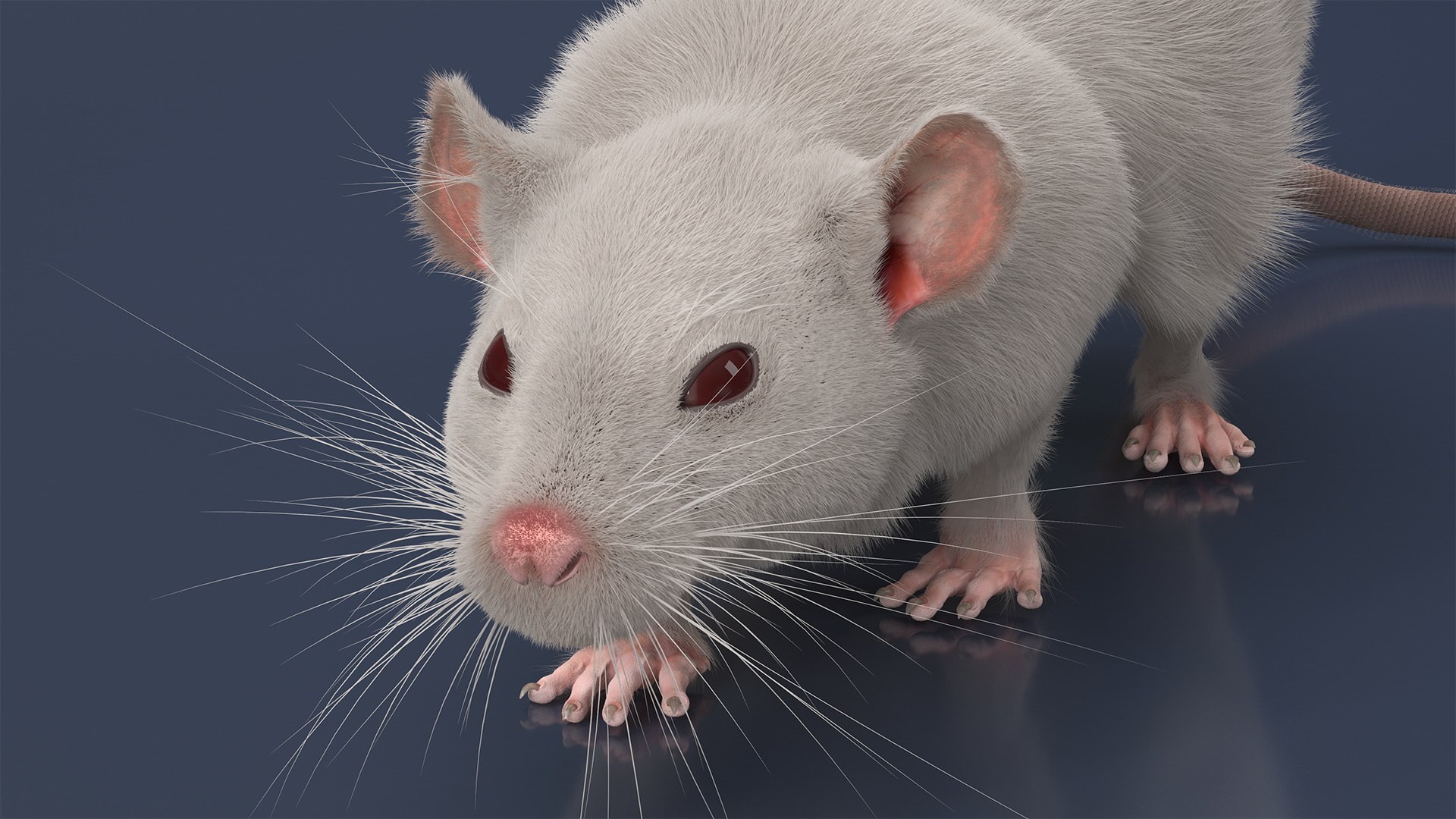 3D Realistic White Rat With Fur Rigged Model - TurboSquid 2302431