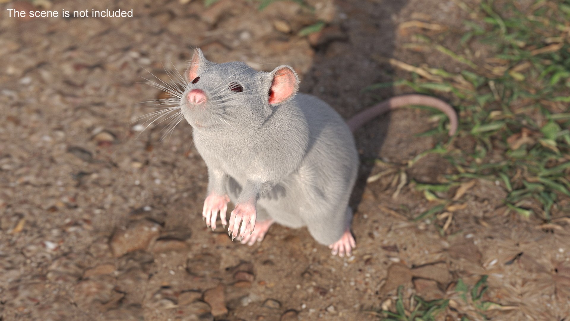 3D Realistic White Rat With Fur Rigged Model - TurboSquid 2302431