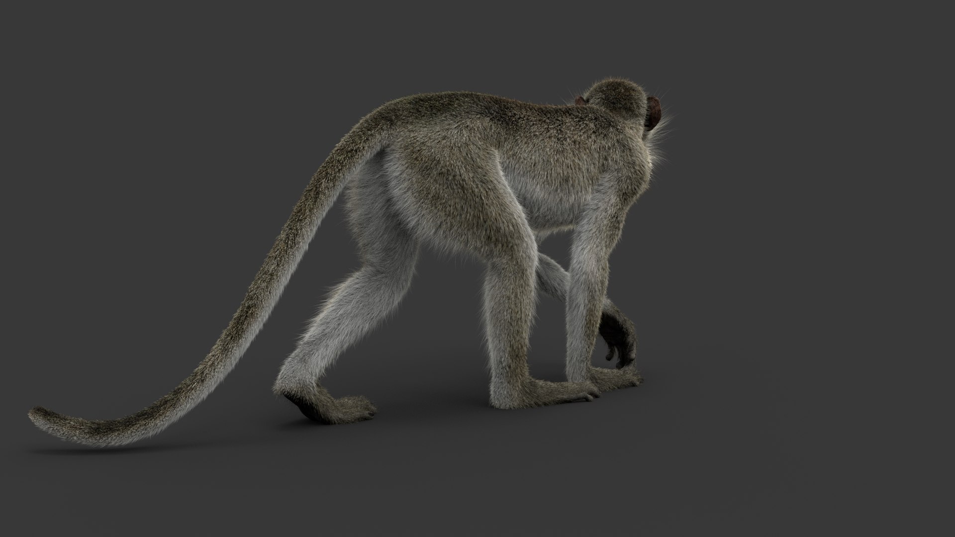 Monkey Ververt FUR Rig 02 3D Model - TurboSquid 2176410