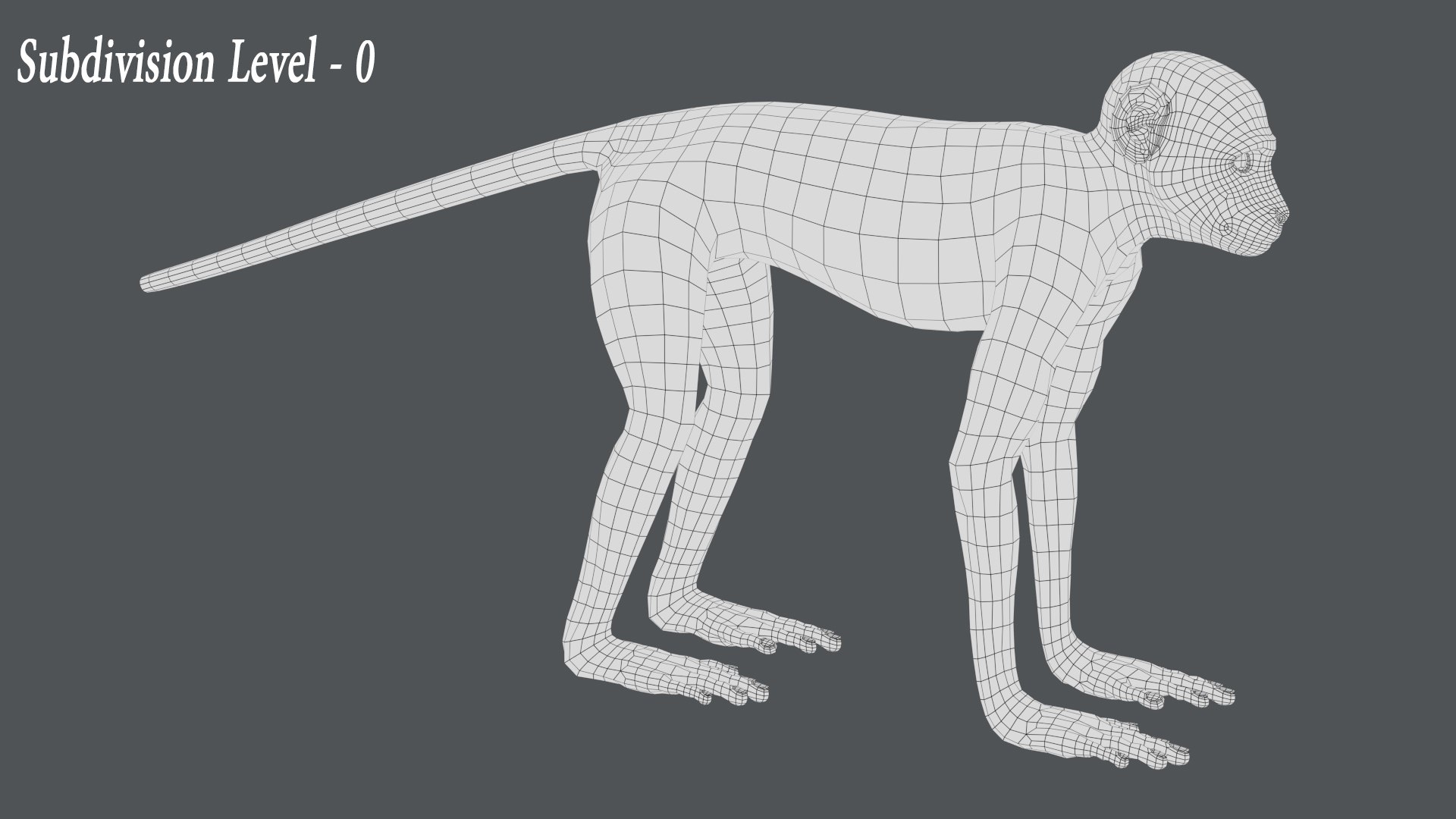 Monkey Ververt FUR Rig 02 3D model - TurboSquid 2176410