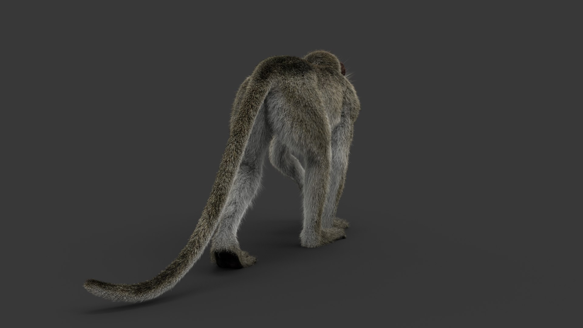 Monkey Ververt FUR Rig 02 3D Model - TurboSquid 2176410