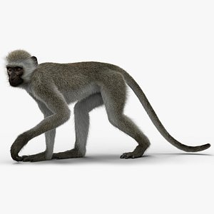 Monkey Ververt FUR Rig 02