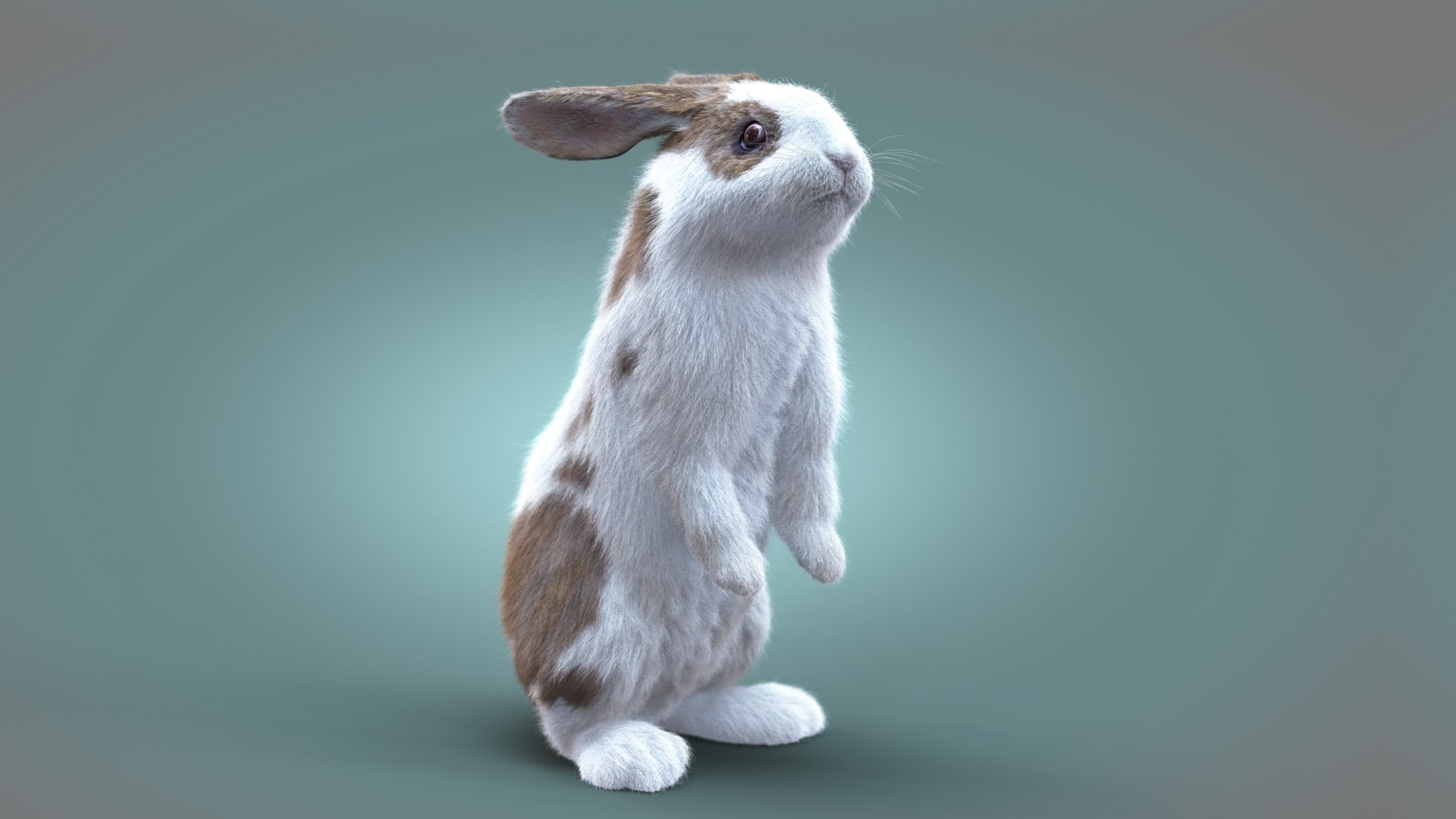 Rabbit Spotted ANIMATED XGEN-CORE 3D Model - TurboSquid 2096947