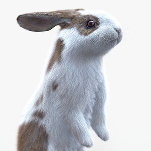 Rabbit Spotted ANIMATED XGEN-CORE 3D model