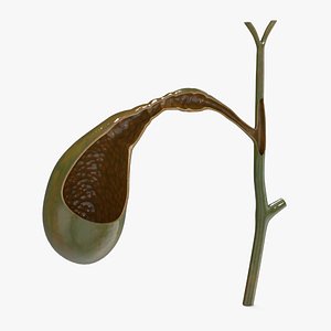 Gall Bladder Cut 3D model