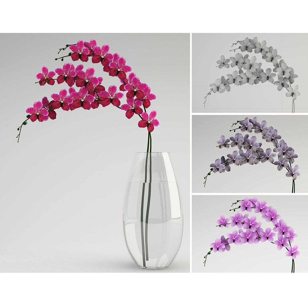 vanda max https://p.turbosquid.com/ts-thumb/mL/67UKpP/6sI05JQO/vanda/jpg/1415736180/1920x1080/fit_q87/f28608c1102ce4d65644765a9510f6f395a2a7d6/vanda.jpg