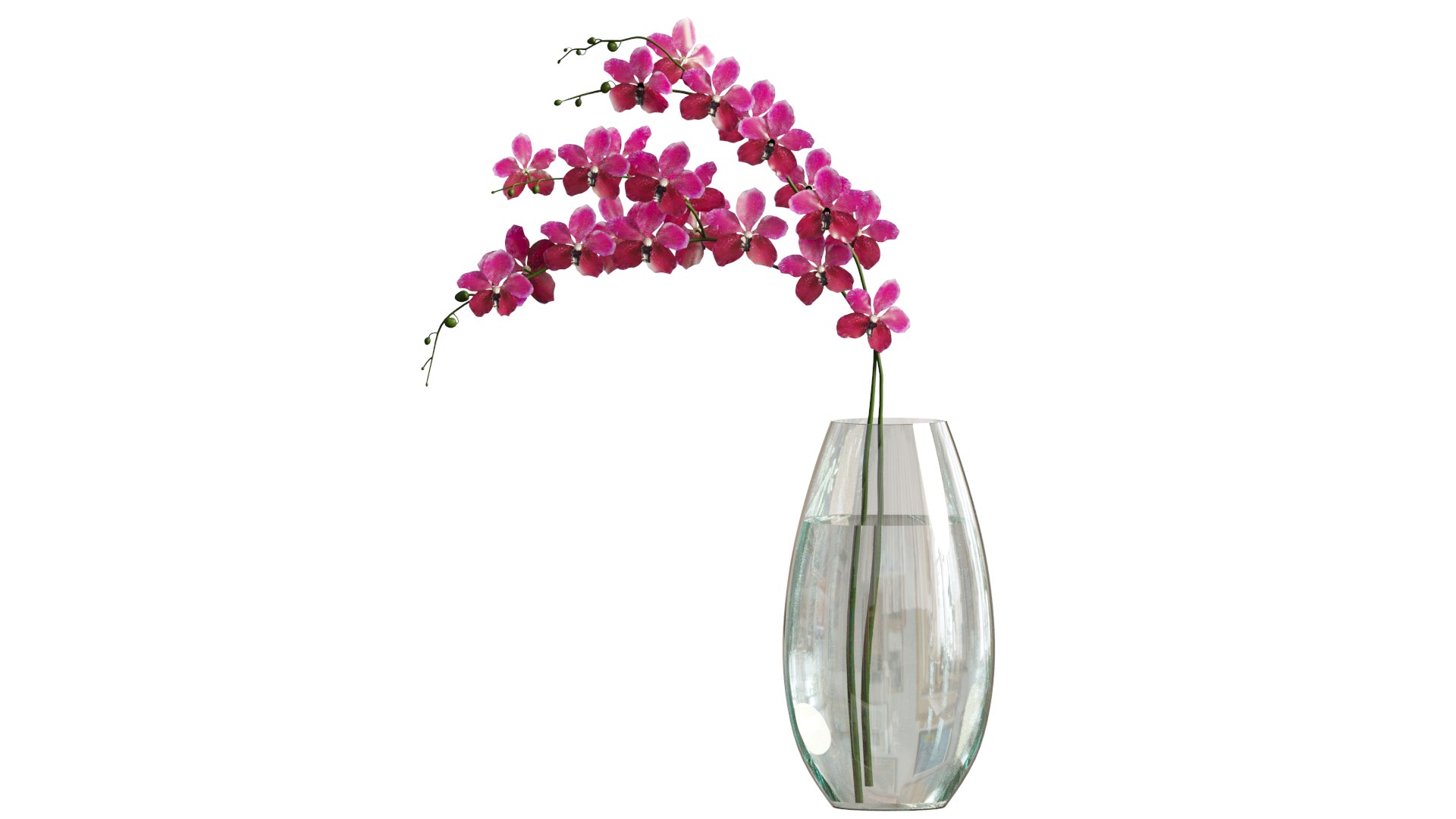 vanda max https://p.turbosquid.com/ts-thumb/mL/67UKpP/DS/2/png/1610081939/1920x1080/fit_q87/96e94658e3555262c0f927941042609991c3b8da/2.jpg