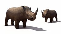Rhino