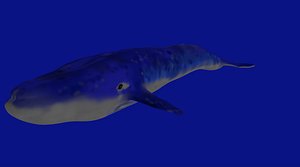 whale 3d obj