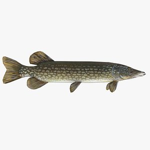 northern pike 3D model