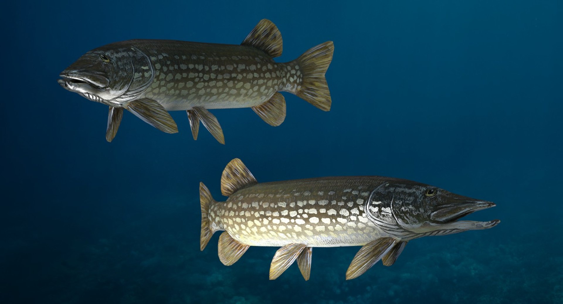 Northern Pike 3D Model - TurboSquid 1397329