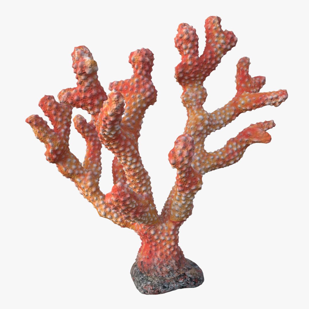 3D coral acropora v3 model https://p.turbosquid.com/ts-thumb/mL/StLPv8/7OUe6KBA/04/jpg/1518185580/1920x1080/fit_q87/71eee7726fdf50c031c05d965c14f5f1040c8a5d/04.jpg