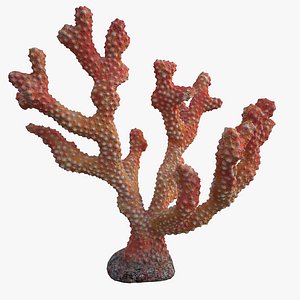 coral acropora_v3