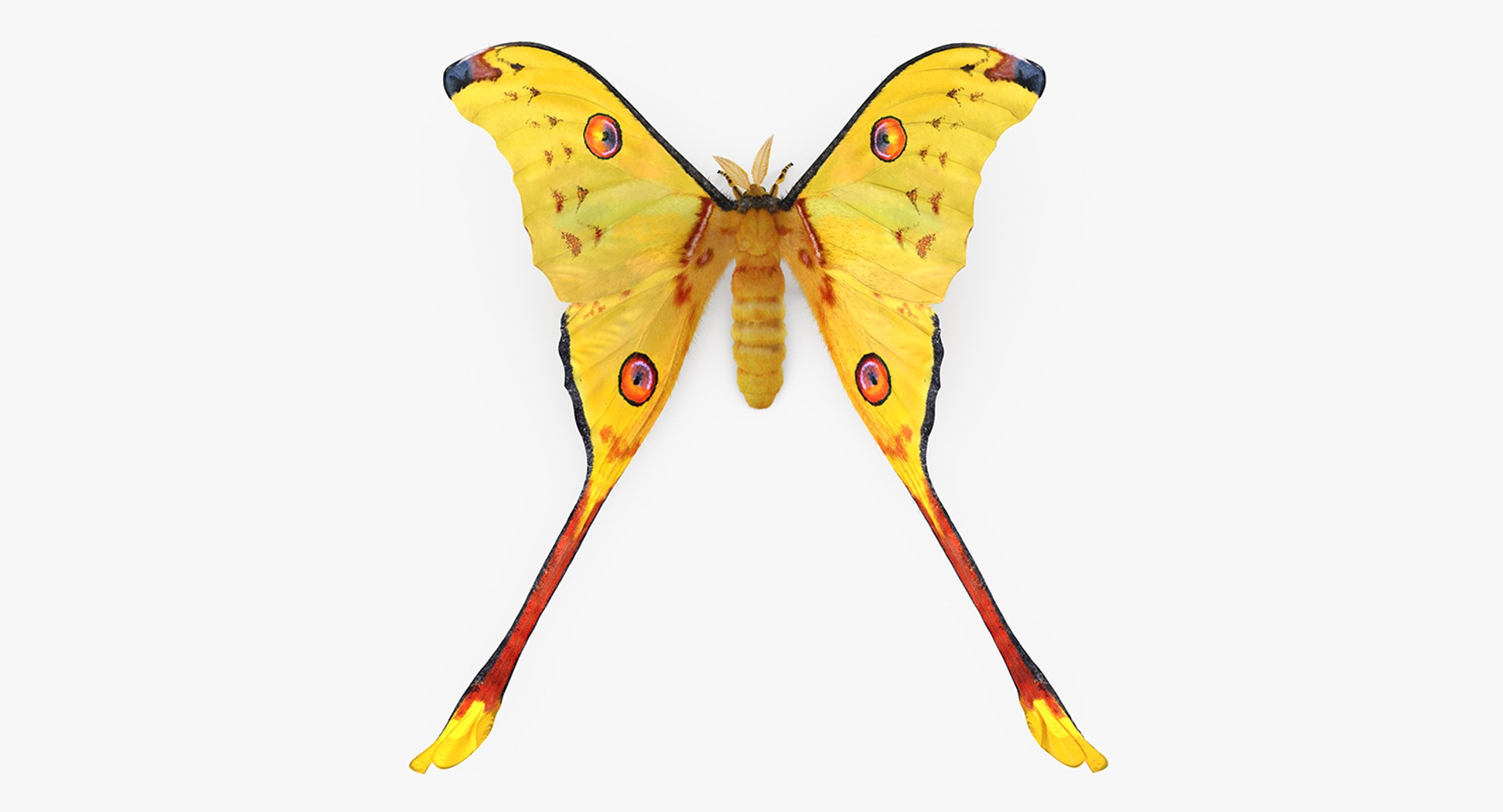 3D Butterflies Fur Collection https://p.turbosquid.com/ts-thumb/mL/TiNiBB/CrznTDHr/madagascanmoonmothwithfurc4dmodel001/jpg/1648885163/1920x1080/fit_q87/f1bd052b67e0d175835565fa5d29cd3a37c03db2/madagascanmoonmothwithfurc4dmodel001.jpg