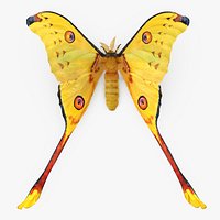 Madagascan Moon Moth with Fur 3D Model