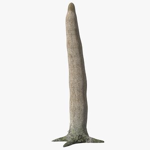 Dragon Blood Tree Trunk