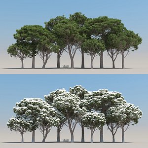 5 pinus pinea tree leaves 3D model