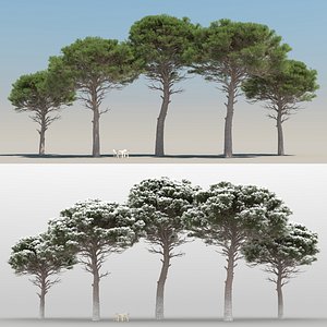5 Pinus Pinea Trees with snow