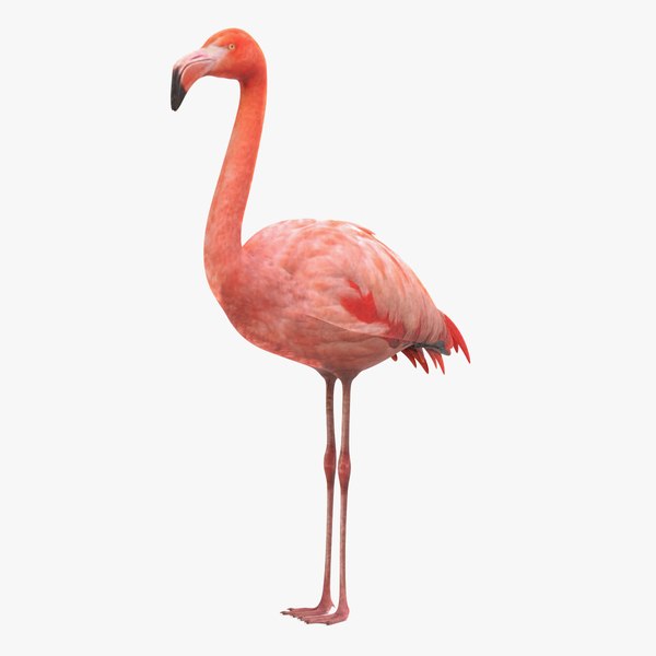3D american flamingo