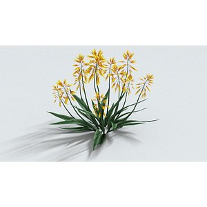 laos Aloe Vera