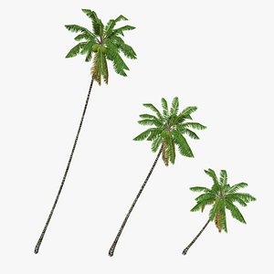 Coconut palm tree 04 - Low Poly