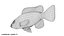 Tilapia