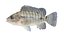 Tilapia
