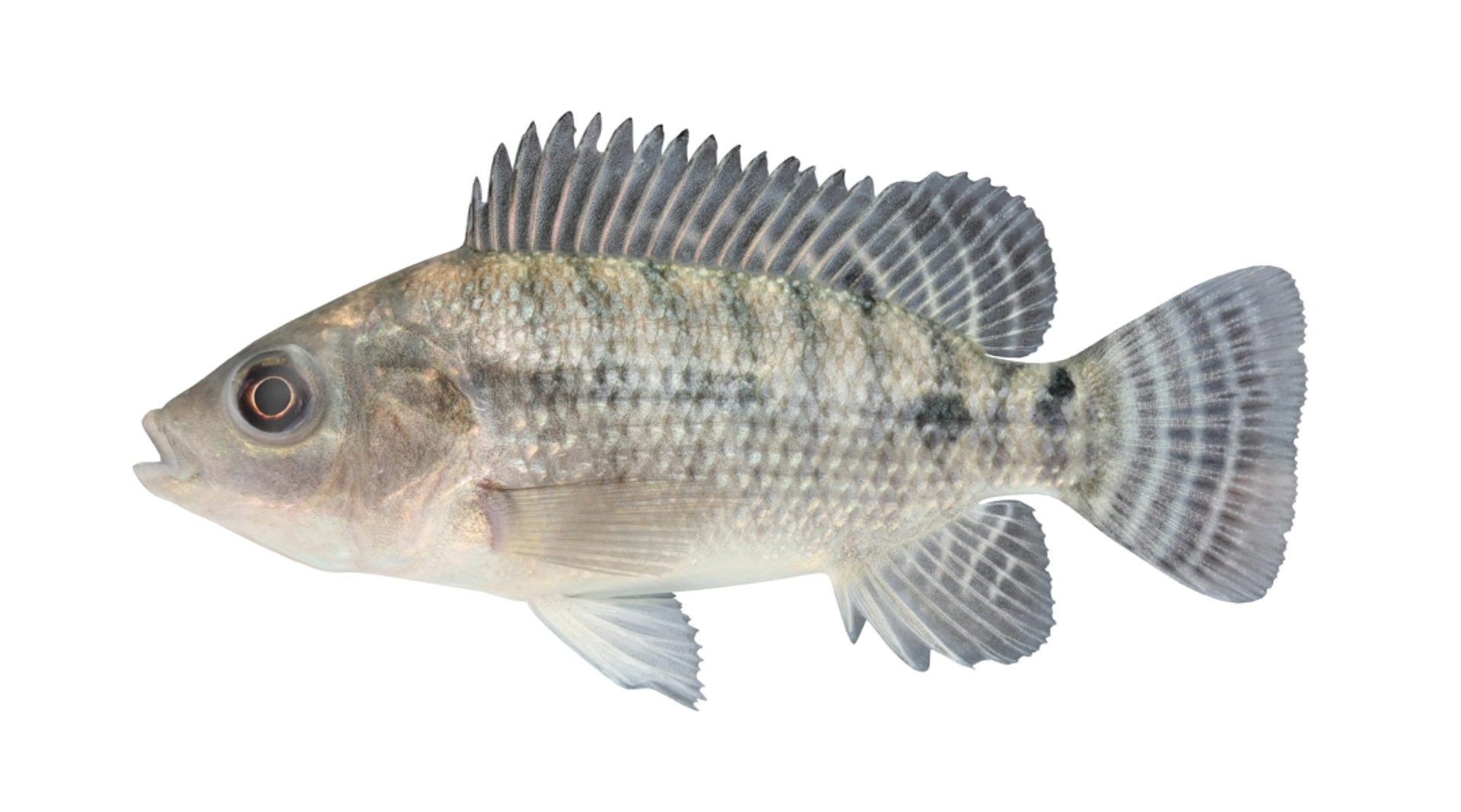 3d model tilapia cichlid fish https://p.turbosquid.com/ts-thumb/mM/08RnuC/5n3sjWgr/tilapiatt/jpg/1453454445/1920x1080/turn_fit_q99/986f246a6ca724f0a2be62dcfaf4a4925bbf7d28/tilapiatt-1.jpg