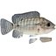 Tilapia