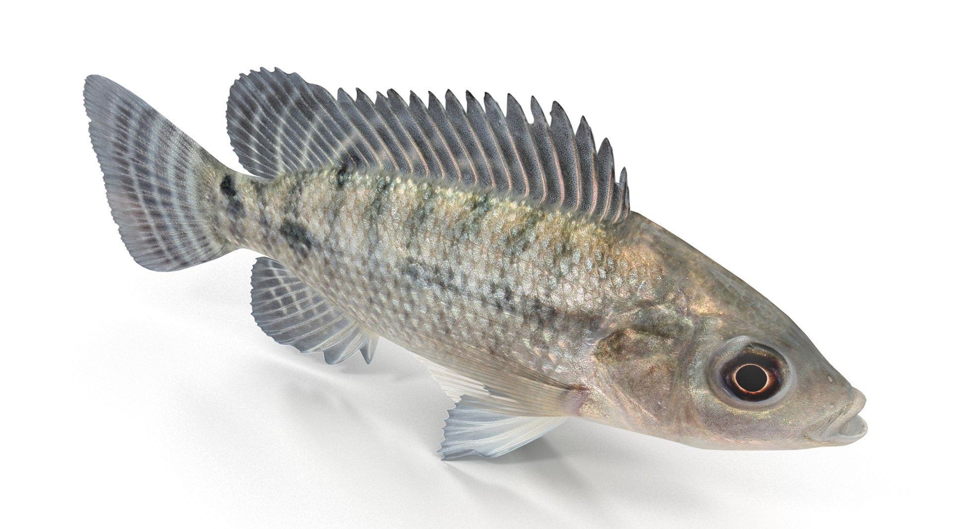 3d model tilapia cichlid fish https://p.turbosquid.com/ts-thumb/mM/08RnuC/SppKxwHv/tilapia_r0005/jpg/1453454450/1920x1080/fit_q87/a5abeb3857bb31d1951f2e362b5902ede79e709a/tilapia_r0005.jpg
