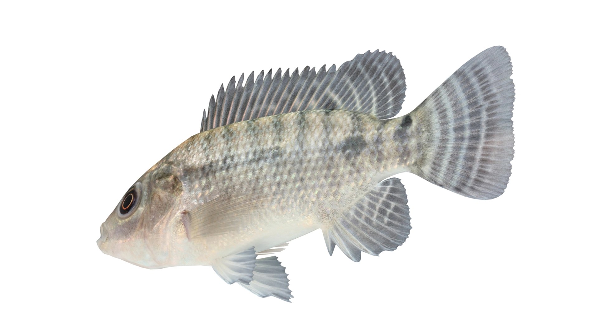 3d model tilapia cichlid fish https://p.turbosquid.com/ts-thumb/mM/08RnuC/WtSGg4t8/tilapia_r0003/jpg/1453454450/1920x1080/fit_q87/36a4bde6077f55312eccc8277aafbad9d1262e15/tilapia_r0003.jpg