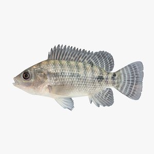 3d model tilapia cichlid fish