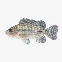 Tilapia