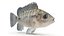Tilapia