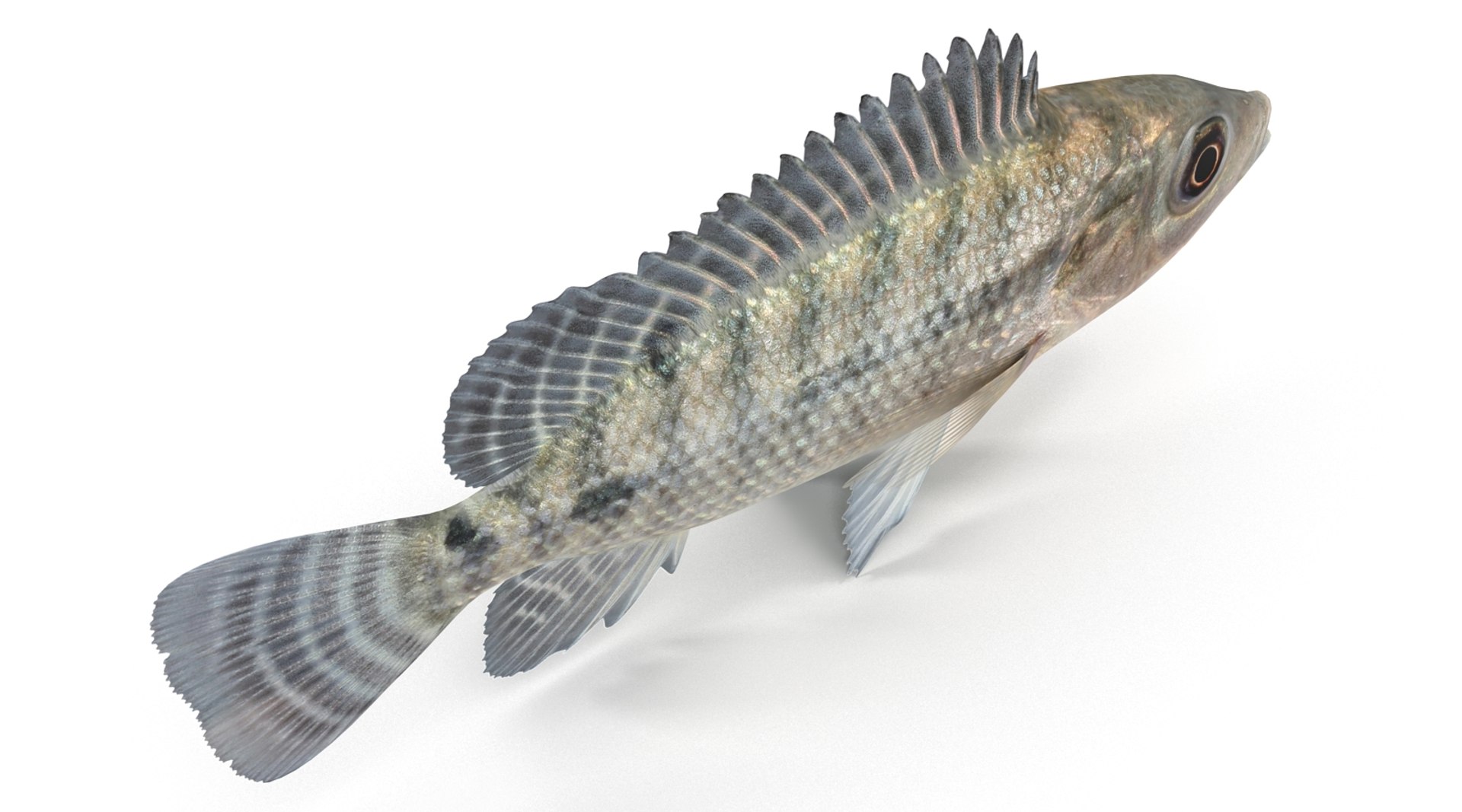 3d model tilapia cichlid fish https://p.turbosquid.com/ts-thumb/mM/08RnuC/hs3AZ3B8/tilapia_r0006/jpg/1453454450/1920x1080/fit_q87/0d49d89797994cff67737f897f56246e47ed7a8e/tilapia_r0006.jpg