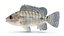 Tilapia