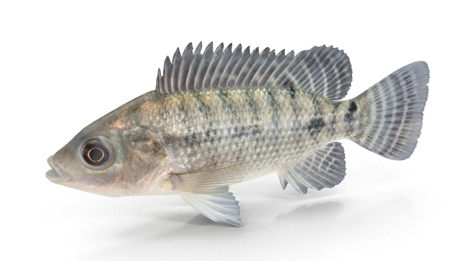 3d model tilapia cichlid fish https://p.turbosquid.com/ts-thumb/mM/08RnuC/yAL6ZIuO/tilapia_r0002/jpg/1453454450/1920x1080/fit_q87/eecae249ebae88808ee82dcc2645fdc0c1c7aff9/tilapia_r0002.jpg